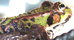 Growth by Transformation: The frog - Real Life Resurrection