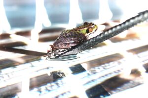 Wachstum: Frosch als Symbol der Transformation
