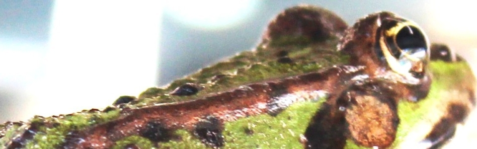 Frosch_klein